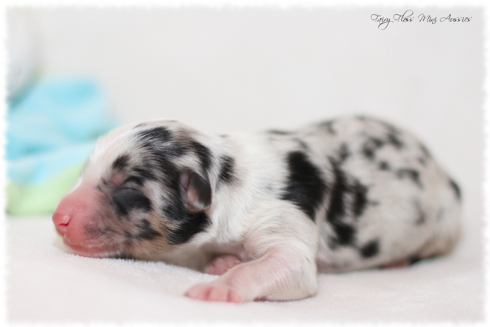 Mini Aussie Welpen - Mini Aussie Züchter - Gesunde Mini Aussies