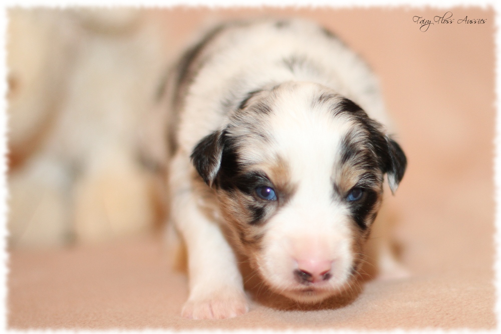 Mini Aussie Welpen - Mini Aussie Züchter - Gesunde Mini Aussies