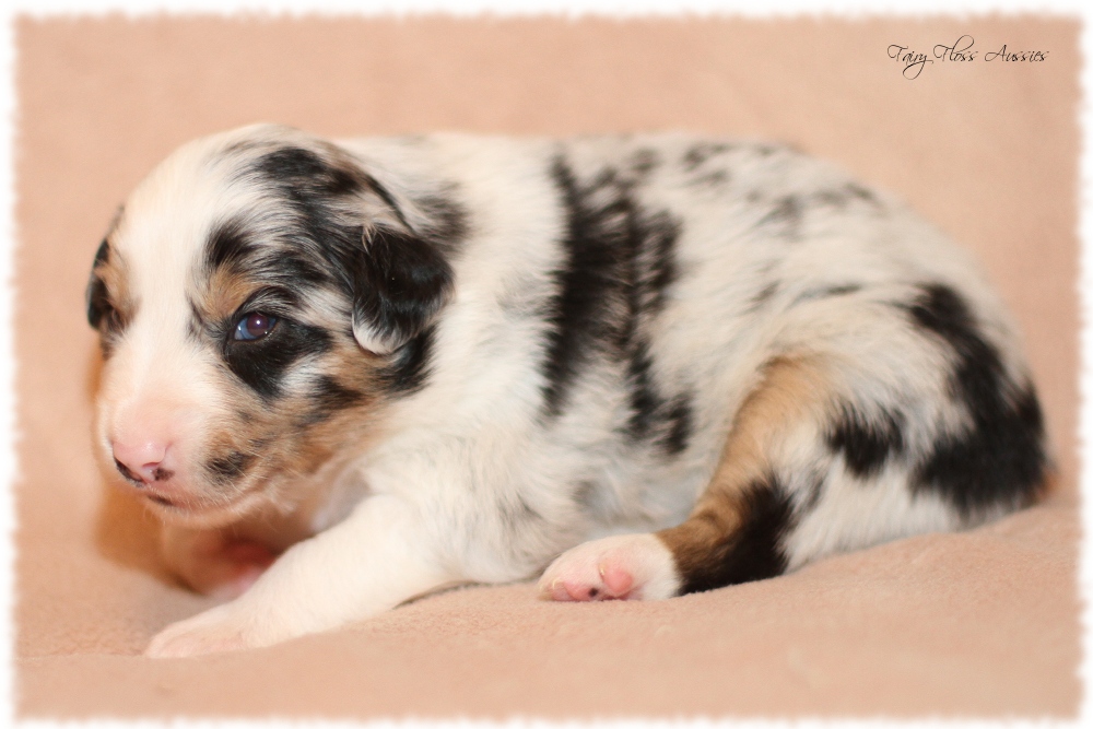 Mini Aussie Welpen - Mini Aussie Züchter - Gesunde Mini Aussies