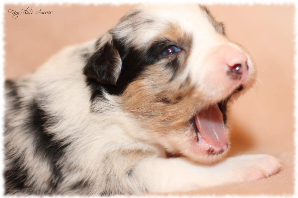 Mini Aussie Welpen - Mini Aussie Züchter - Gesunde Mini Aussies