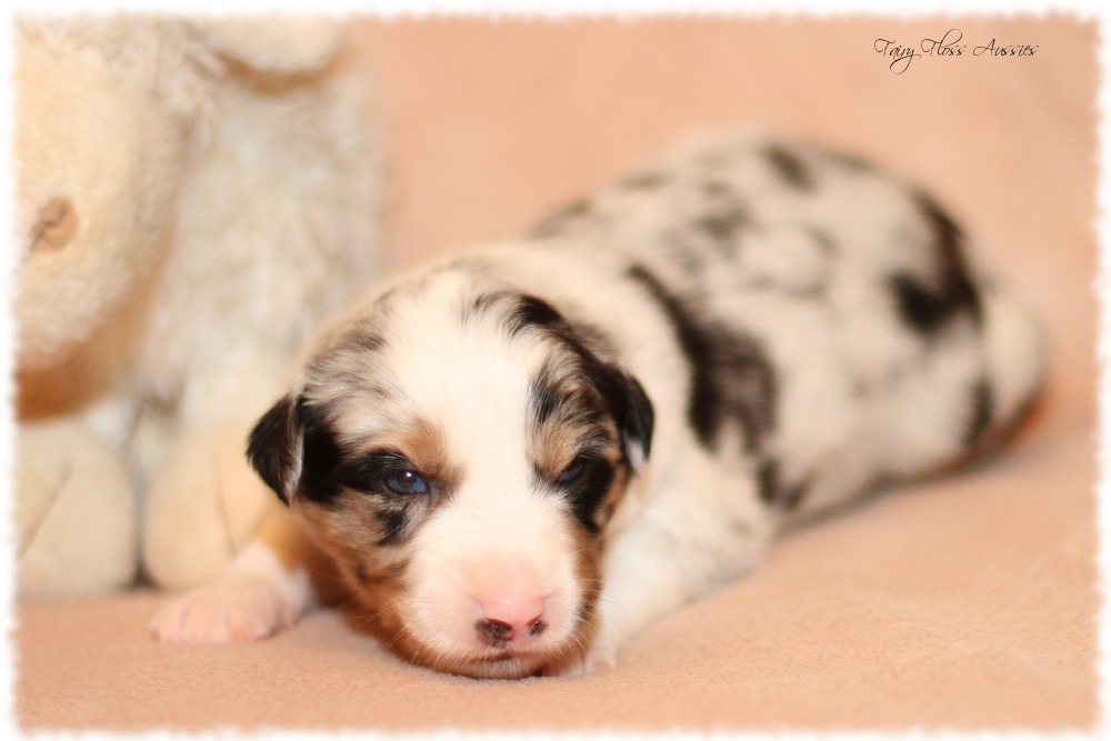 Mini Aussie Welpen - Mini Aussie Züchter - Gesunde Mini Aussies