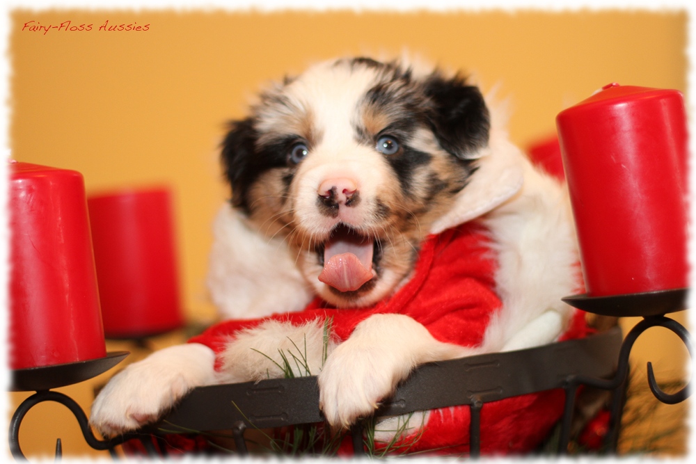 Mini Aussie Welpen - Mini Aussie Züchter - Gesunde Mini Aussies