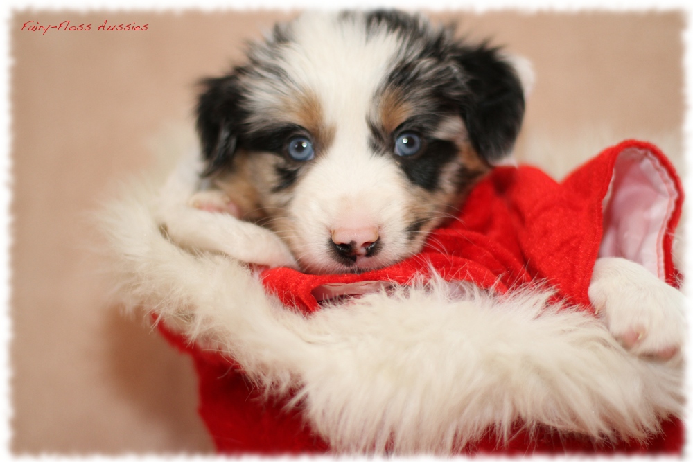 Mini Aussie Welpen - Mini Aussie Züchter - Gesunde Mini Aussies