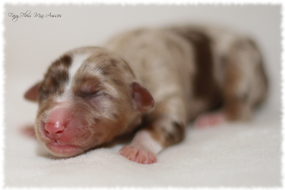 Mini Aussie Welpen - Mini Aussie Züchter - Gesunde Mini Aussies