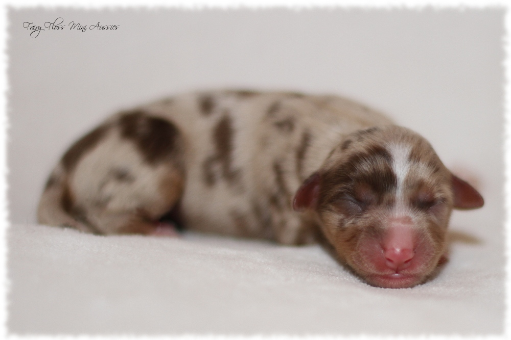 Mini Aussie Welpen - Mini Aussie Züchter - Gesunde Mini Aussies