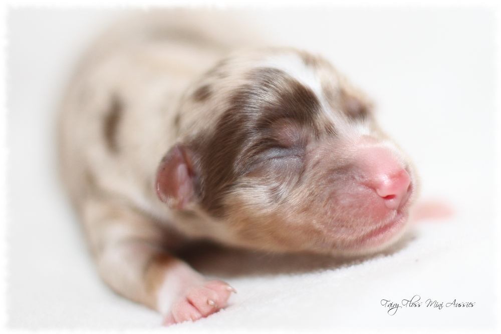 Mini Aussie Welpen - Mini Aussie Züchter - Gesunde Mini Aussies