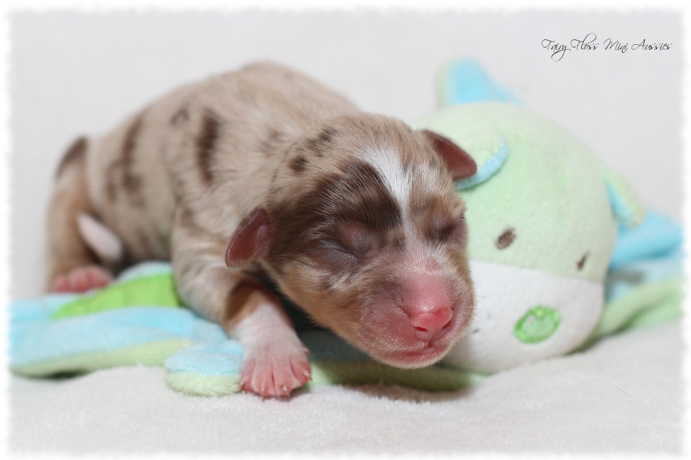 Mini Aussie Welpen - Mini Aussie Züchter - Gesunde Mini Aussies