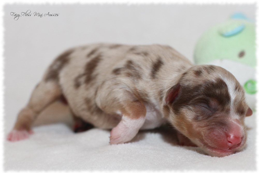 Mini Aussie Welpen - Mini Aussie Züchter - Gesunde Mini Aussies