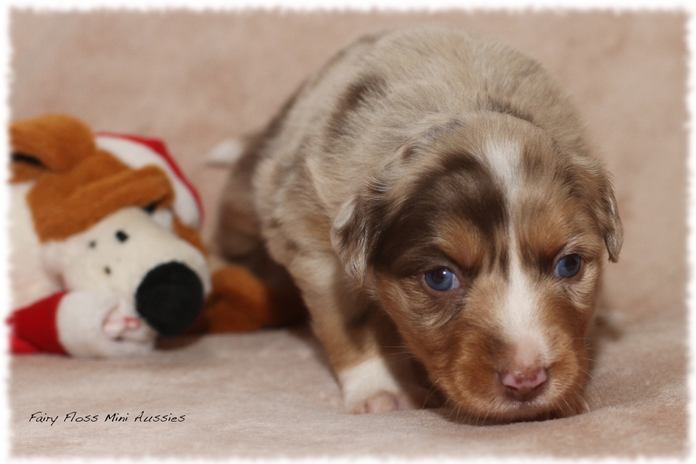 Mini Aussie Welpen - Mini Aussie Züchter - Gesunde Mini Aussies