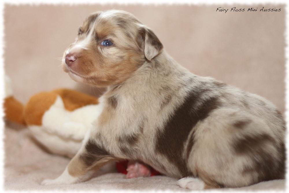 Mini Aussie Welpen - Mini Aussie Züchter - Gesunde Mini Aussies