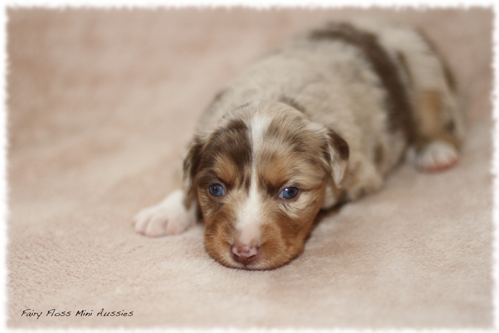 Mini Aussie Welpen - Mini Aussie Züchter - Gesunde Mini Aussies