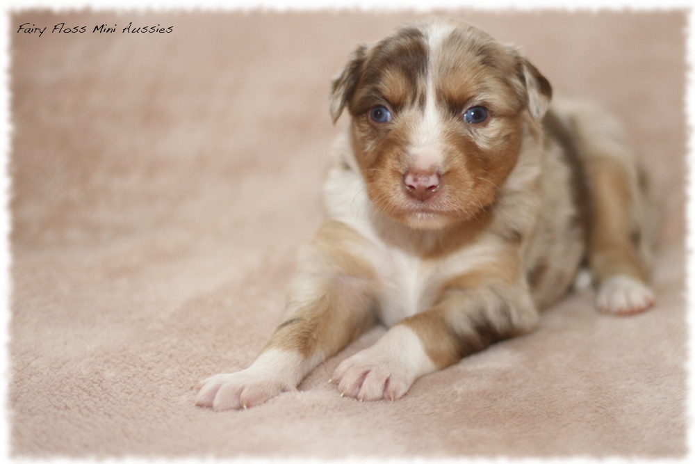 Mini Aussie Welpen - Mini Aussie Züchter - Gesunde Mini Aussies