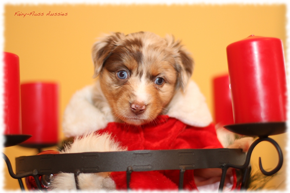 Mini Aussie Welpen - Mini Aussie Züchter - Gesunde Mini Aussies