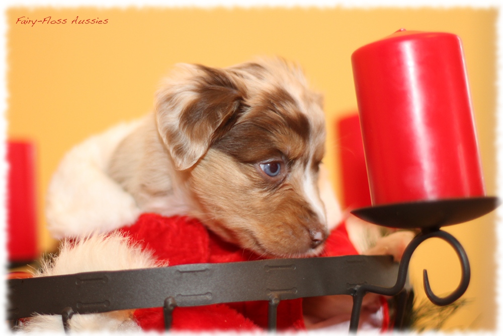 Mini Aussie Welpen - Mini Aussie Züchter - Gesunde Mini Aussies