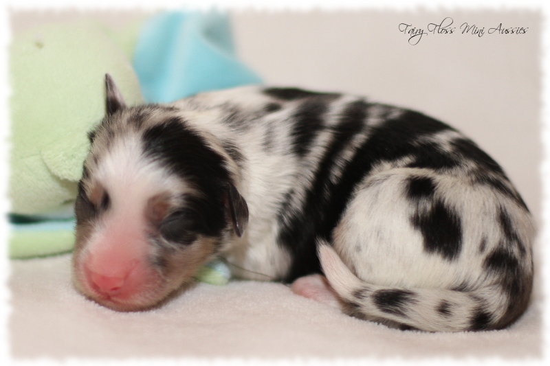 Mini Aussie Welpen - Mini Aussie Züchter - Gesunde Mini Aussies