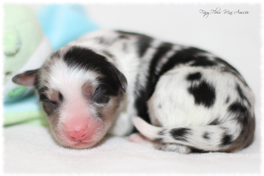 Mini Aussie Welpen - Mini Aussie Züchter - Gesunde Mini Aussies