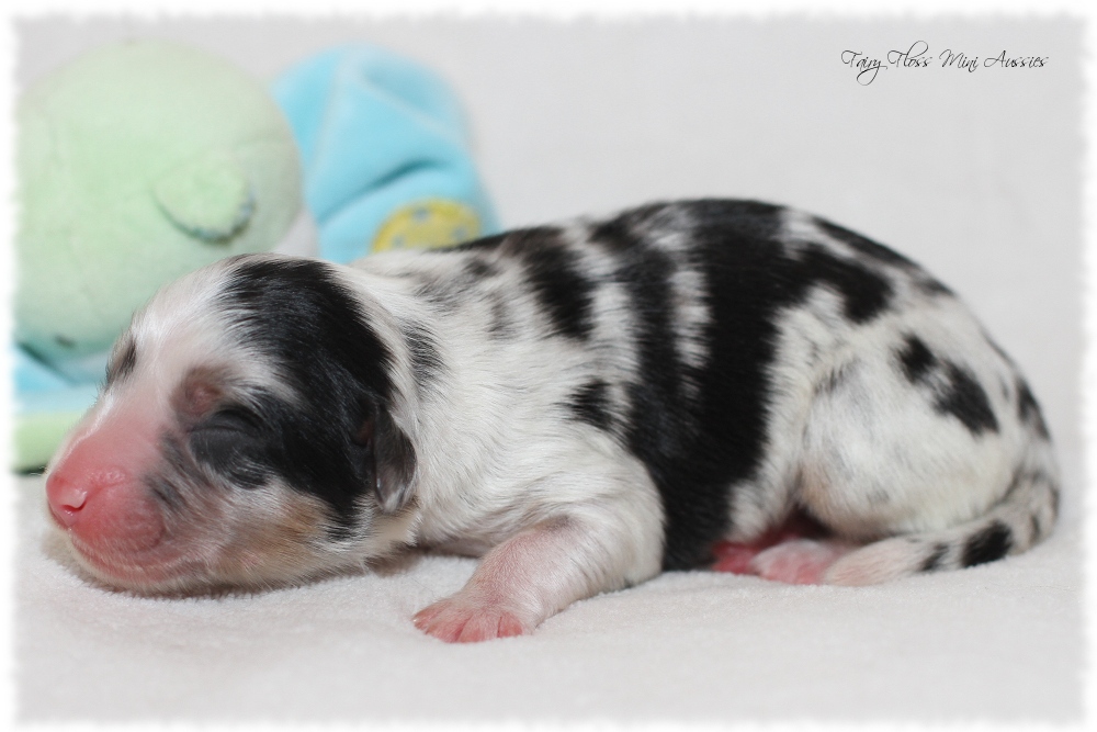 Mini Aussie Welpen - Mini Aussie Züchter - Gesunde Mini Aussies