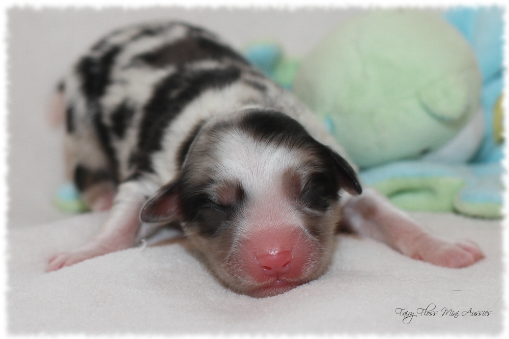 Mini Aussie Welpen - Mini Aussie Züchter - Gesunde Mini Aussies