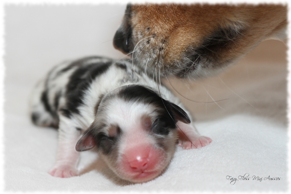 Mini Aussie Welpen - Mini Aussie Züchter - Gesunde Mini Aussies