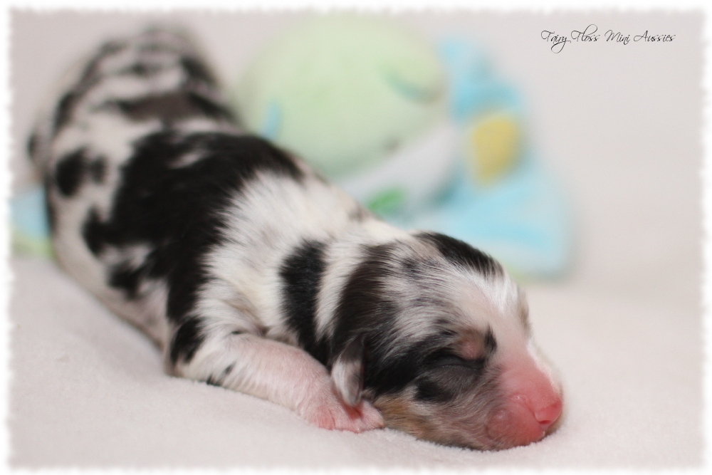 Mini Aussie Welpen - Mini Aussie Züchter - Gesunde Mini Aussies