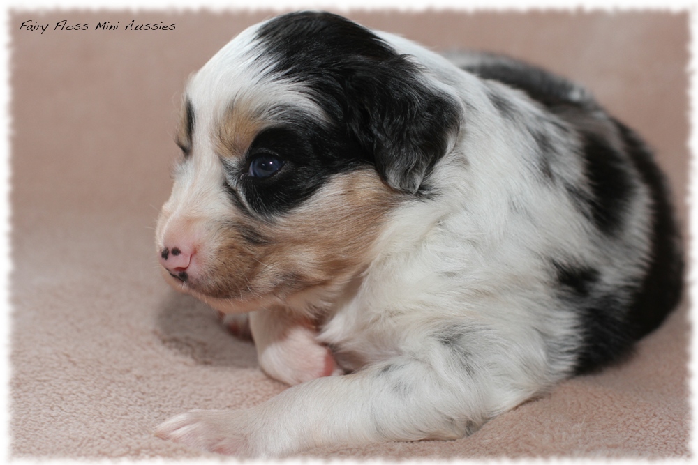 Mini Aussie Welpen - Mini Aussie Züchter - Gesunde Mini Aussies