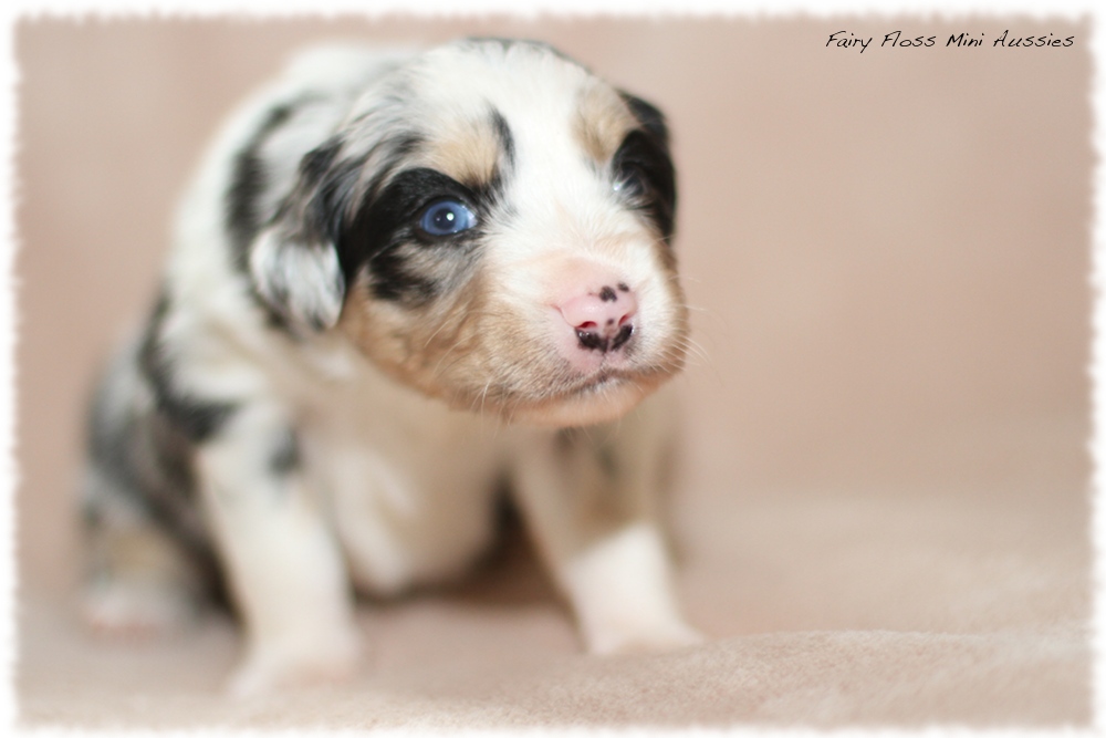 Mini Aussie Welpen - Mini Aussie Züchter - Gesunde Mini Aussies