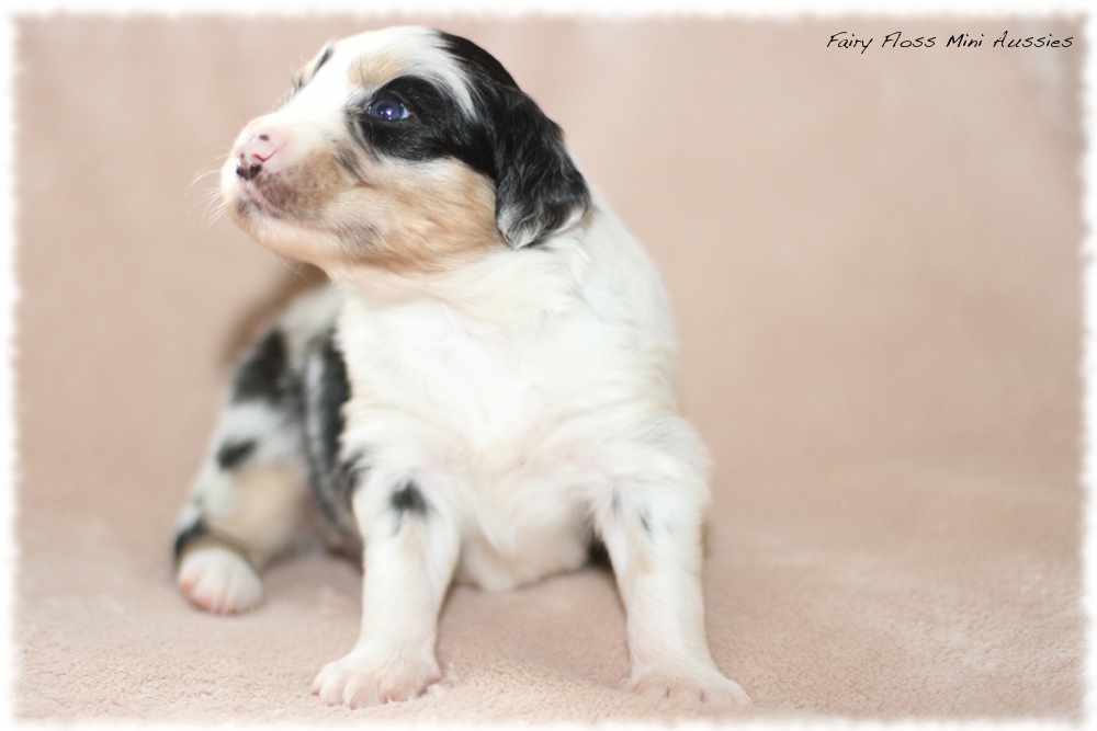 Mini Aussie Welpen - Mini Aussie Züchter - Gesunde Mini Aussies