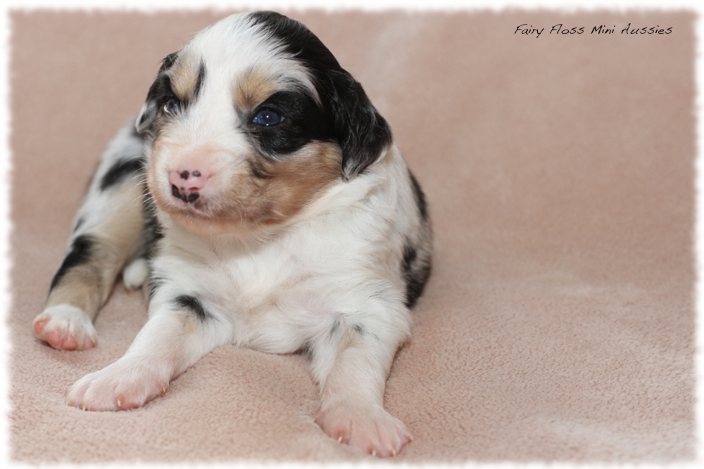 Mini Aussie Welpen - Mini Aussie Züchter - Gesunde Mini Aussies