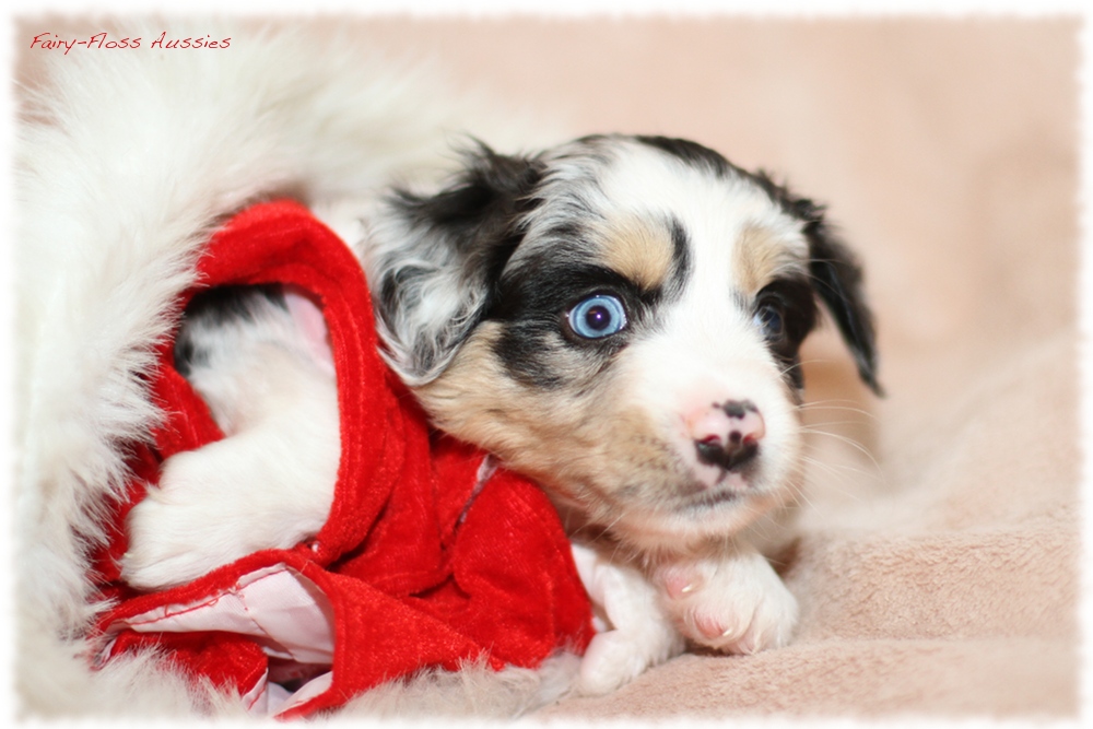 Mini Aussie Welpen - Mini Aussie Züchter - Gesunde Mini Aussies