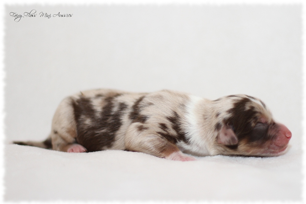 Mini Aussie Welpen - Mini Aussie Züchter - Gesunde Mini Aussies