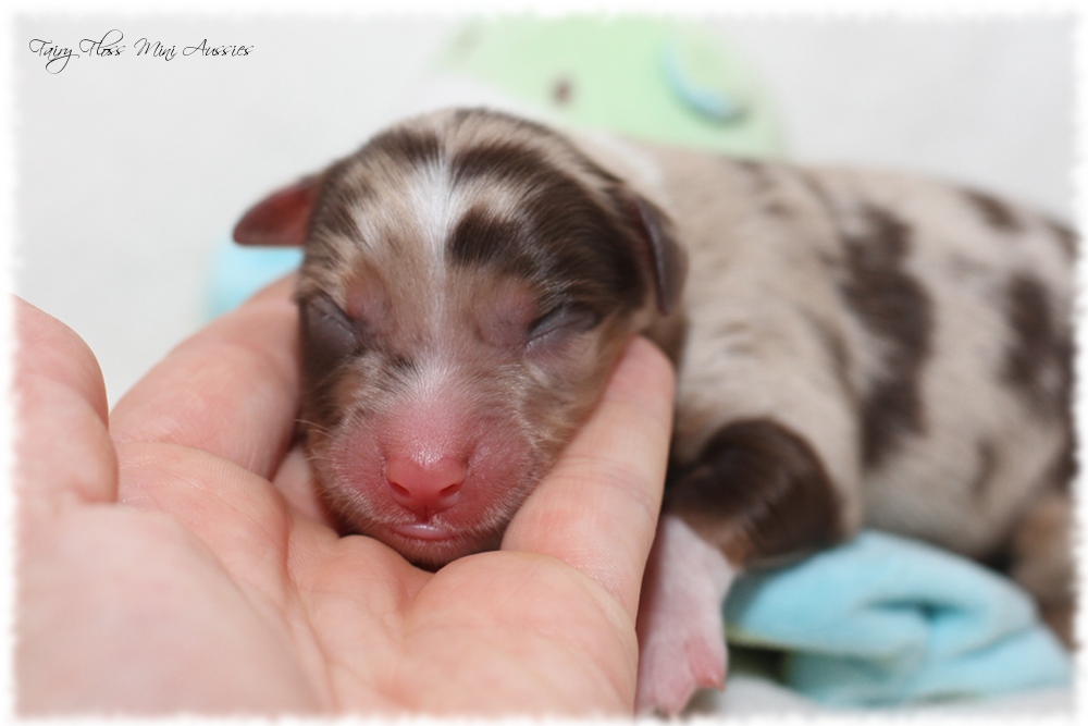 Mini Aussie Welpen - Mini Aussie Züchter - Gesunde Mini Aussies