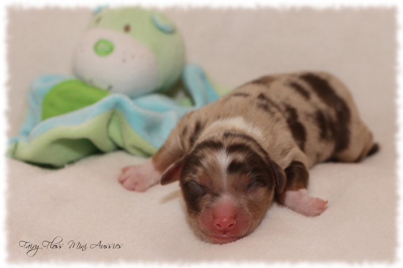 Mini Aussie Welpen - Mini Aussie Züchter - Gesunde Mini Aussies