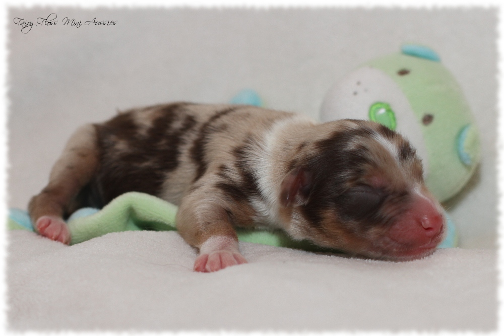 Mini Aussie Welpen - Mini Aussie Züchter - Gesunde Mini Aussies