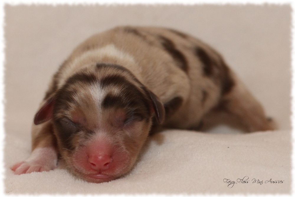 Mini Aussie Welpen - Mini Aussie Züchter - Gesunde Mini Aussies