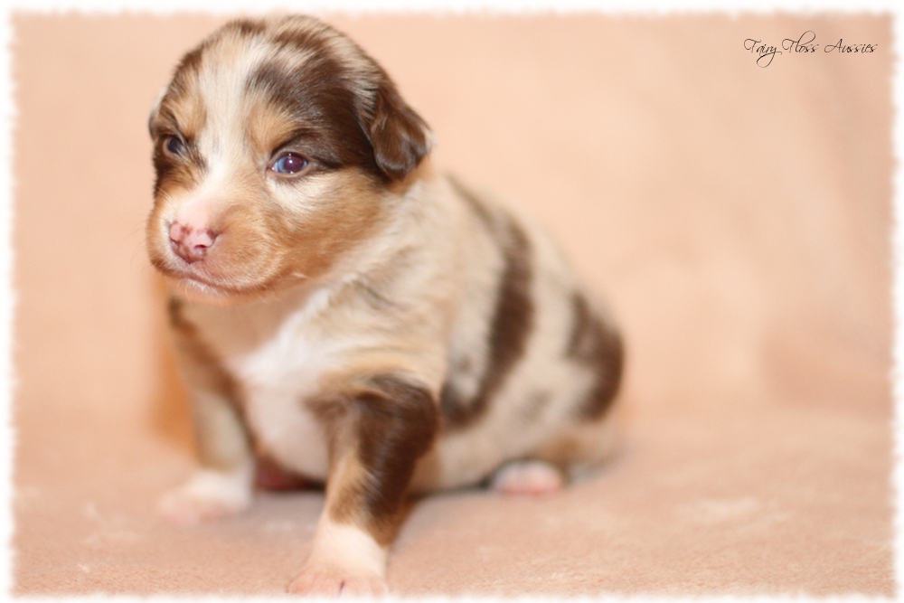 Mini Aussie Welpen - Mini Aussie Züchter - Gesunde Mini Aussies