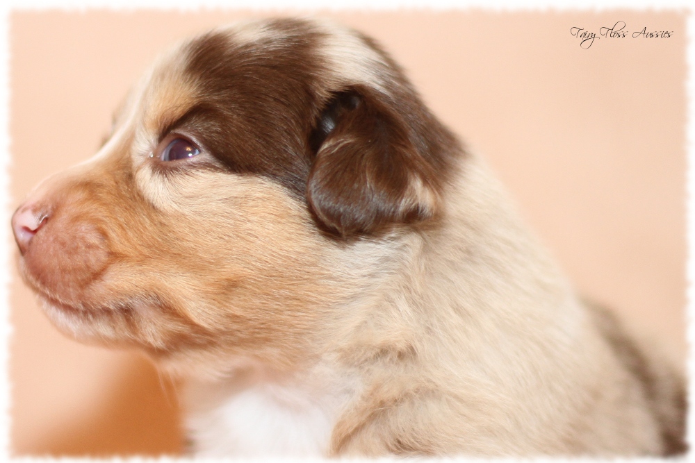 Mini Aussie Welpen - Mini Aussie Züchter - Gesunde Mini Aussies