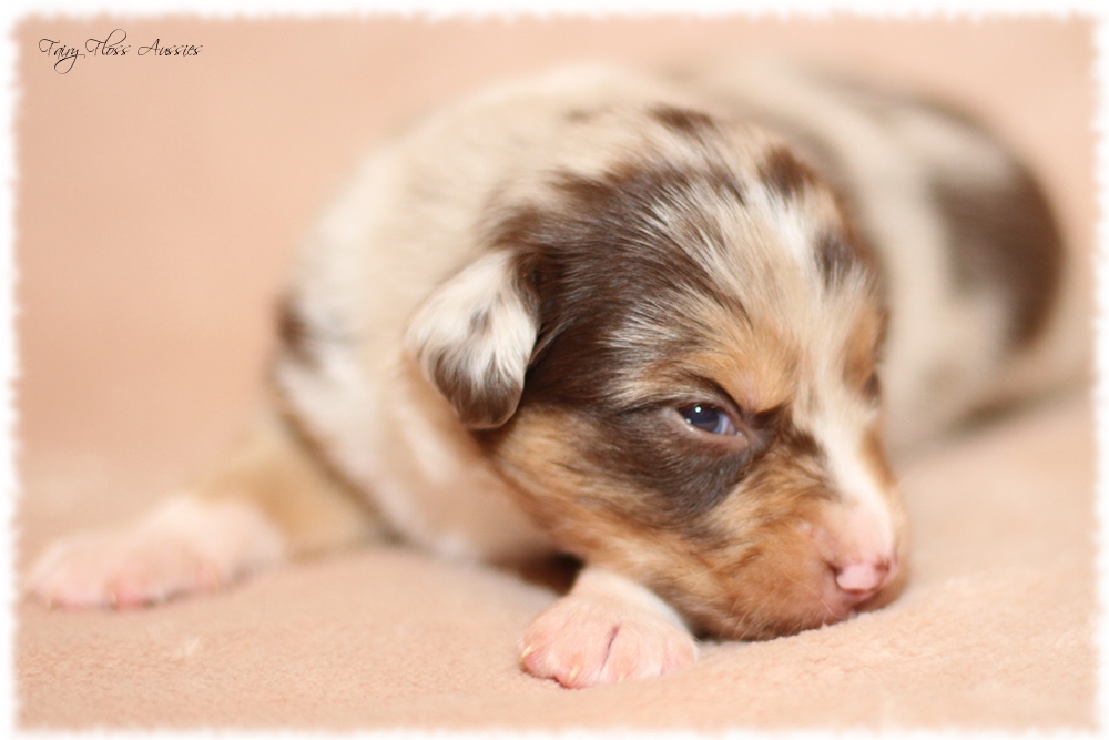 Mini Aussie Welpen - Mini Aussie Züchter - Gesunde Mini Aussies