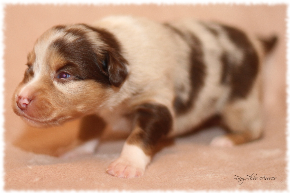 Mini Aussie Welpen - Mini Aussie Züchter - Gesunde Mini Aussies