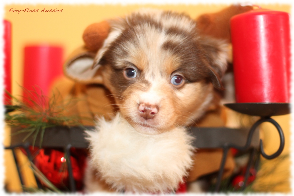 Mini Aussie Welpen - Mini Aussie Züchter - Gesunde Mini Aussies