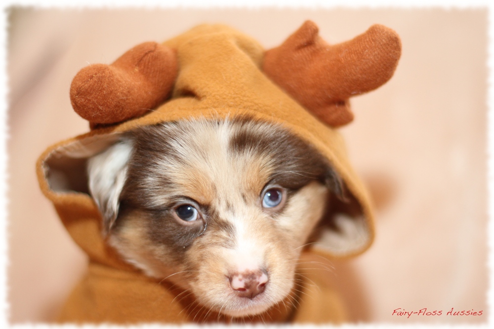 Mini Aussie Welpen - Mini Aussie Züchter - Gesunde Mini Aussies