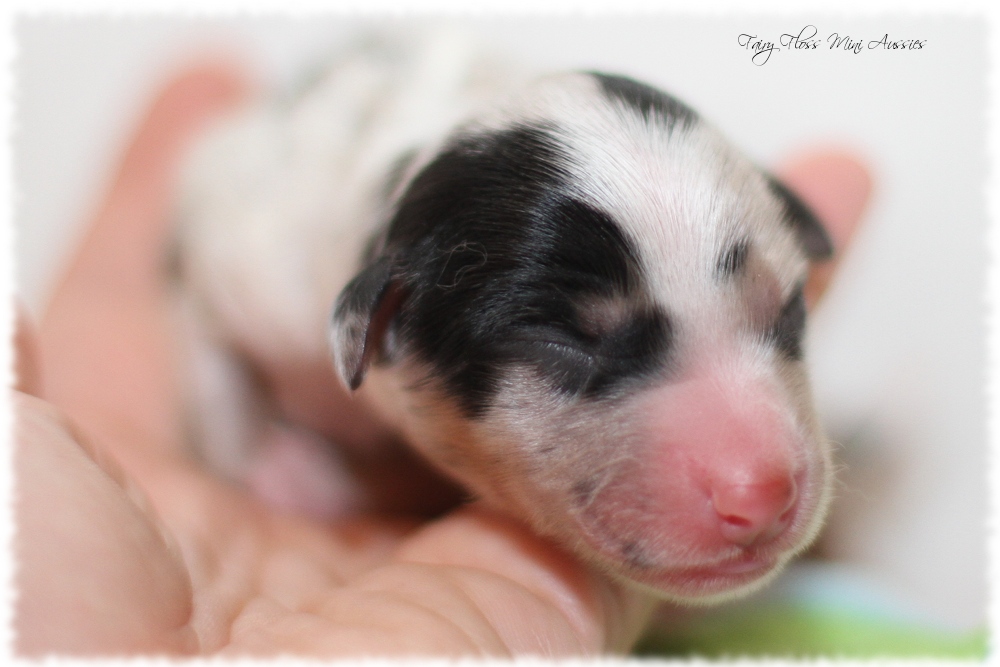 Mini Aussie Welpen - Mini Aussie Züchter - Gesunde Mini Aussies