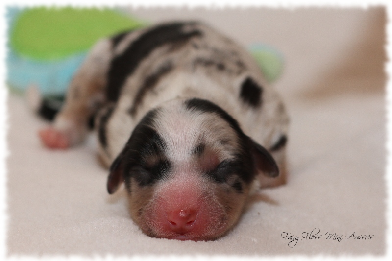 Mini Aussie Welpen - Mini Aussie Züchter - Gesunde Mini Aussies