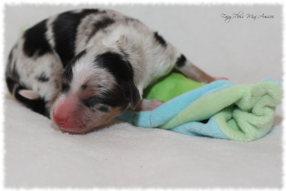 Mini Aussie Welpen - Mini Aussie Züchter - Gesunde Mini Aussies