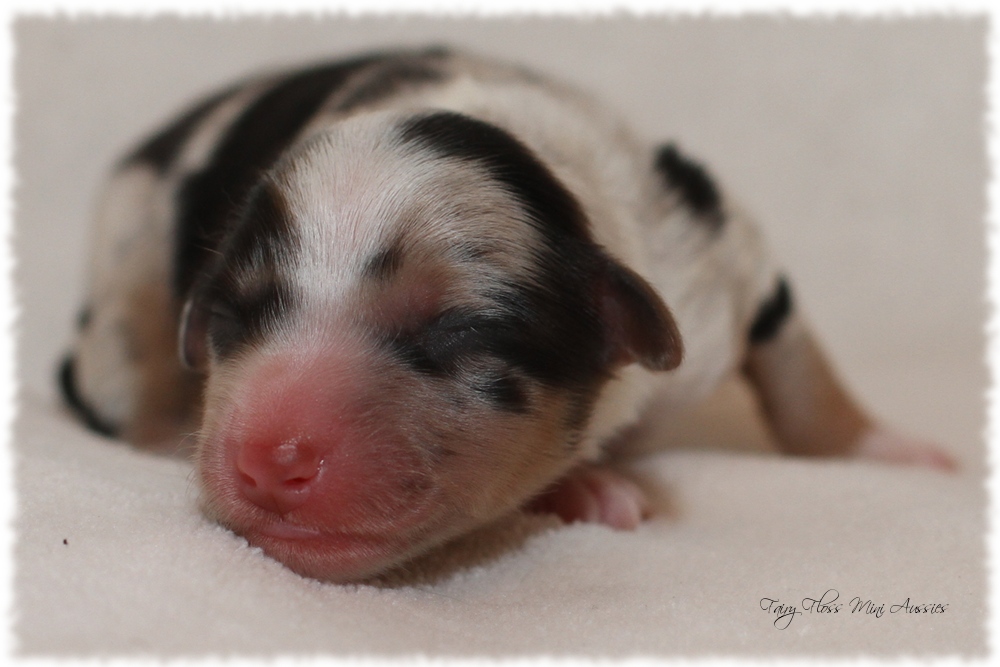 Mini Aussie Welpen - Mini Aussie Züchter - Gesunde Mini Aussies