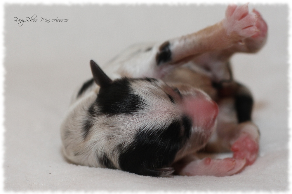 Mini Aussie Welpen - Mini Aussie Züchter - Gesunde Mini Aussies