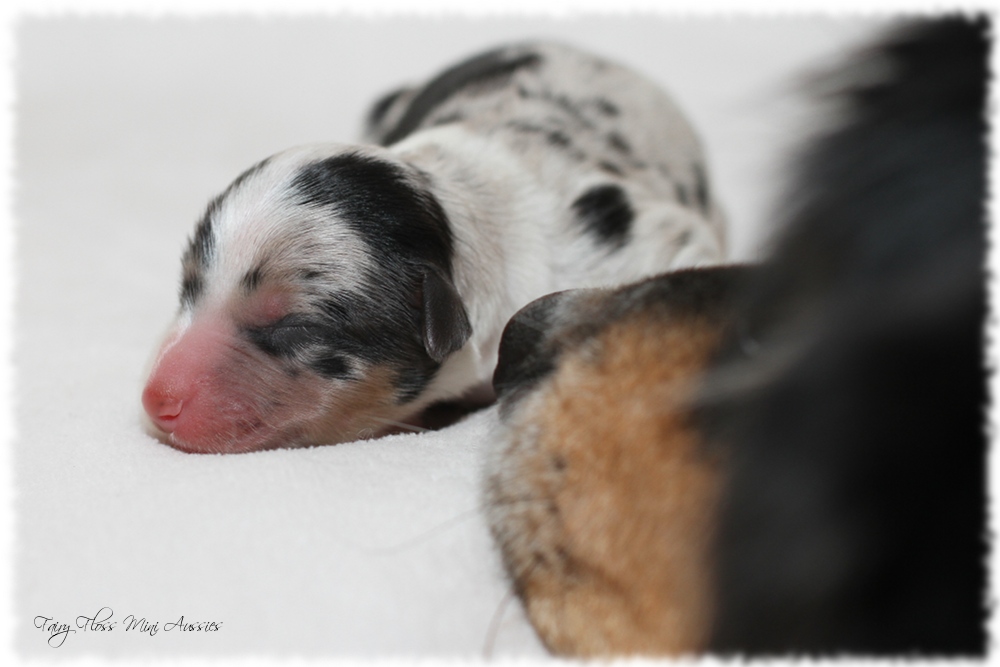 Mini Aussie Welpen - Mini Aussie Züchter - Gesunde Mini Aussies