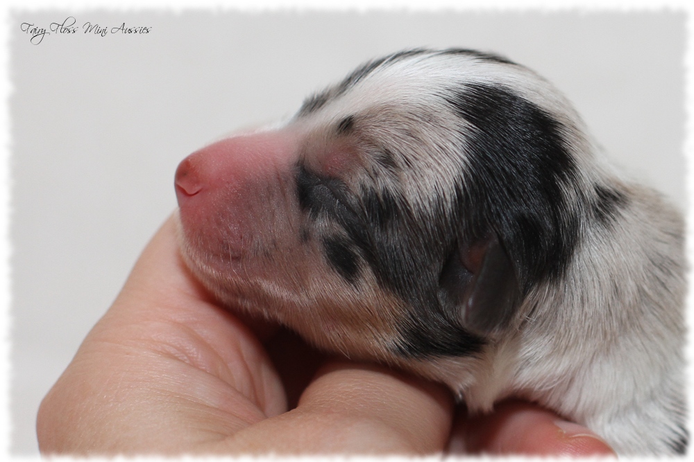 Mini Aussie Welpen - Mini Aussie Züchter - Gesunde Mini Aussies