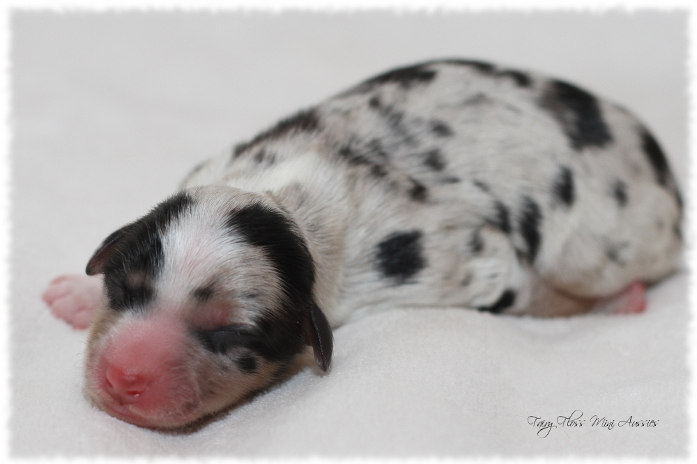 Mini Aussie Welpen - Mini Aussie Züchter - Gesunde Mini Aussies