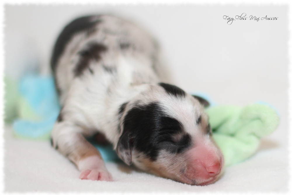 Mini Aussie Welpen - Mini Aussie Züchter - Gesunde Mini Aussies