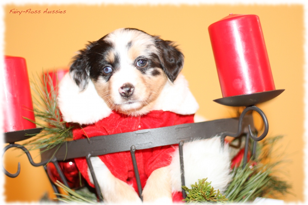 Mini Aussie Welpen - Mini Aussie Züchter - Gesunde Mini Aussies